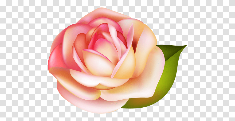 Rose Images Are Free To Download Rose, Flower, Plant, Blossom, Petal Transparent Png