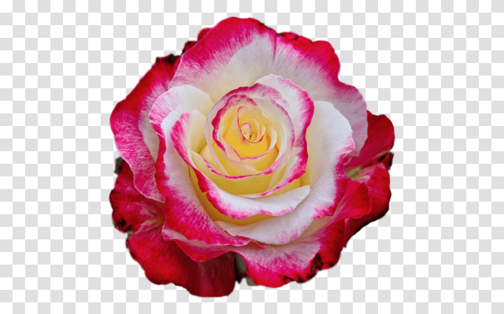 Rose Images Colorful Roses Borders And Frames High Colorful Rose Photo Download, Flower, Plant, Blossom, Petal Transparent Png