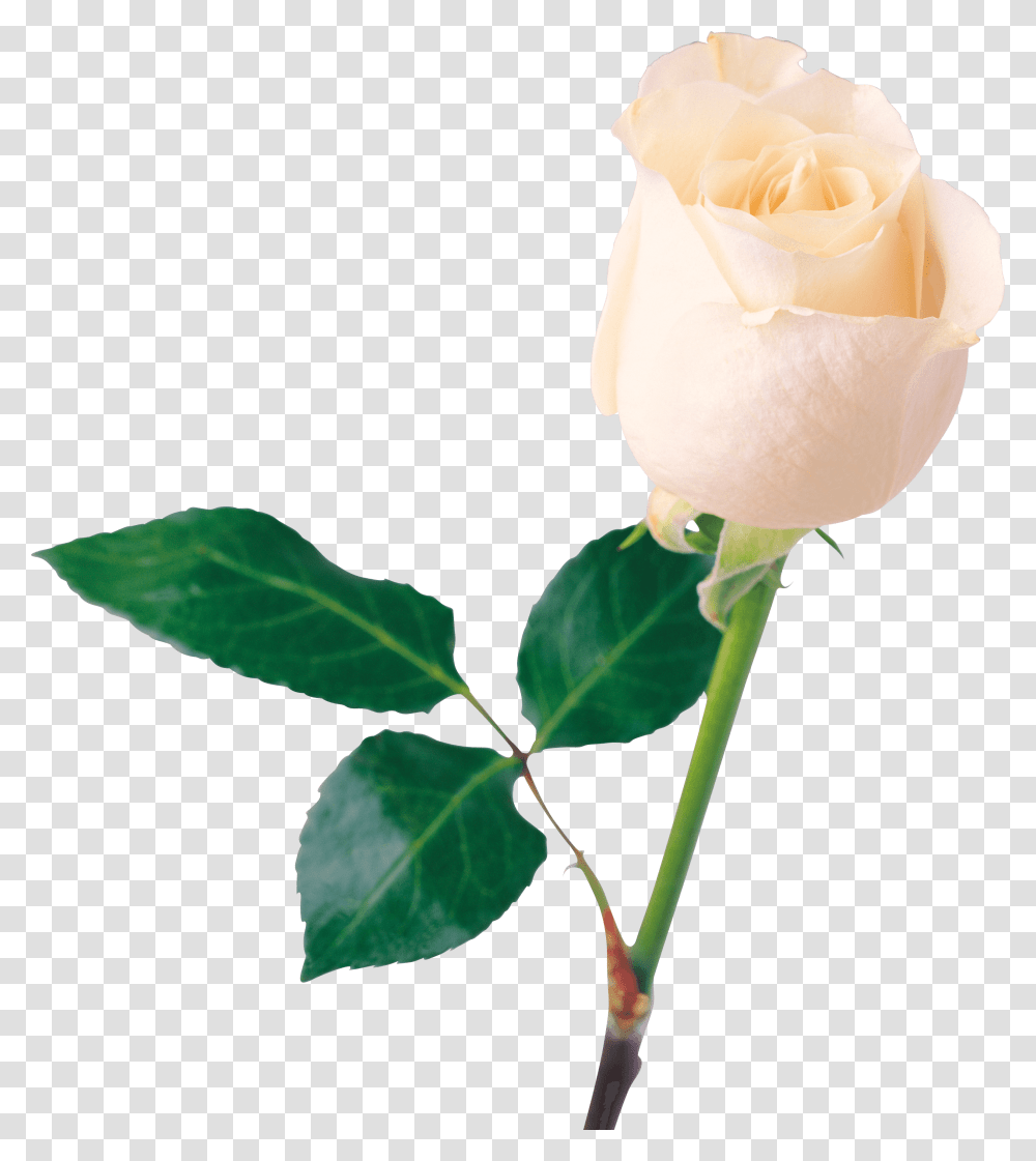 Rose Images Free Download, Flower, Plant, Blossom, Petal Transparent Png