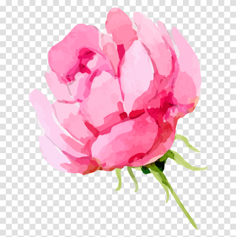 Rose Images - A Flower That Speaks Only Watercolor, Plant, Blossom, Peony, Carnation Transparent Png