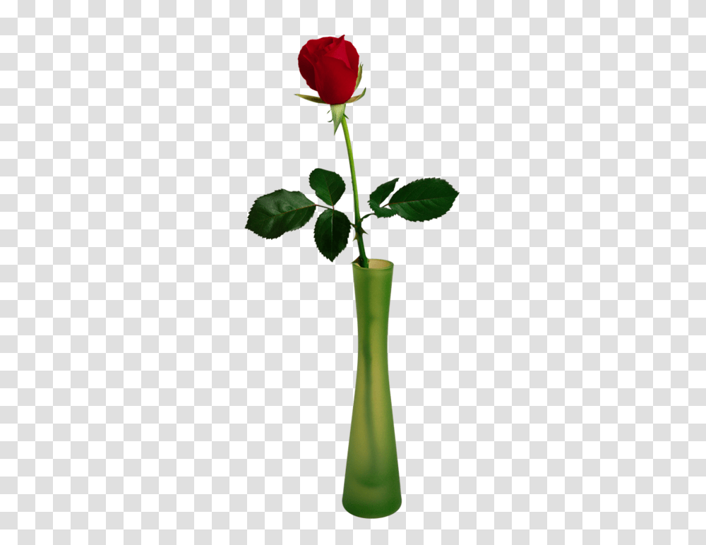 Rose In Vase, Leaf, Plant, Tree, Annonaceae Transparent Png