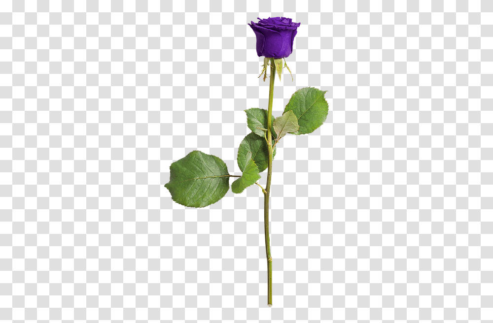 Rose Isolated Love Flower Violet Romance Purple Rose With Stem, Plant, Leaf, Tree, Acanthaceae Transparent Png
