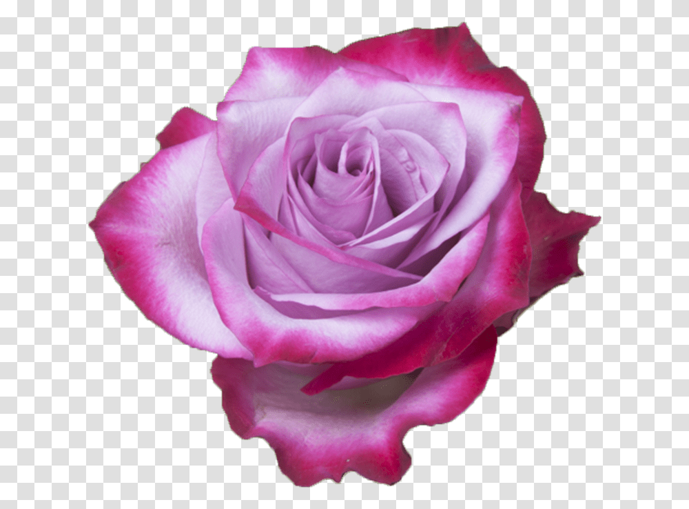 Rose Lavender Deep Purple, Flower, Plant, Blossom, Petal Transparent Png