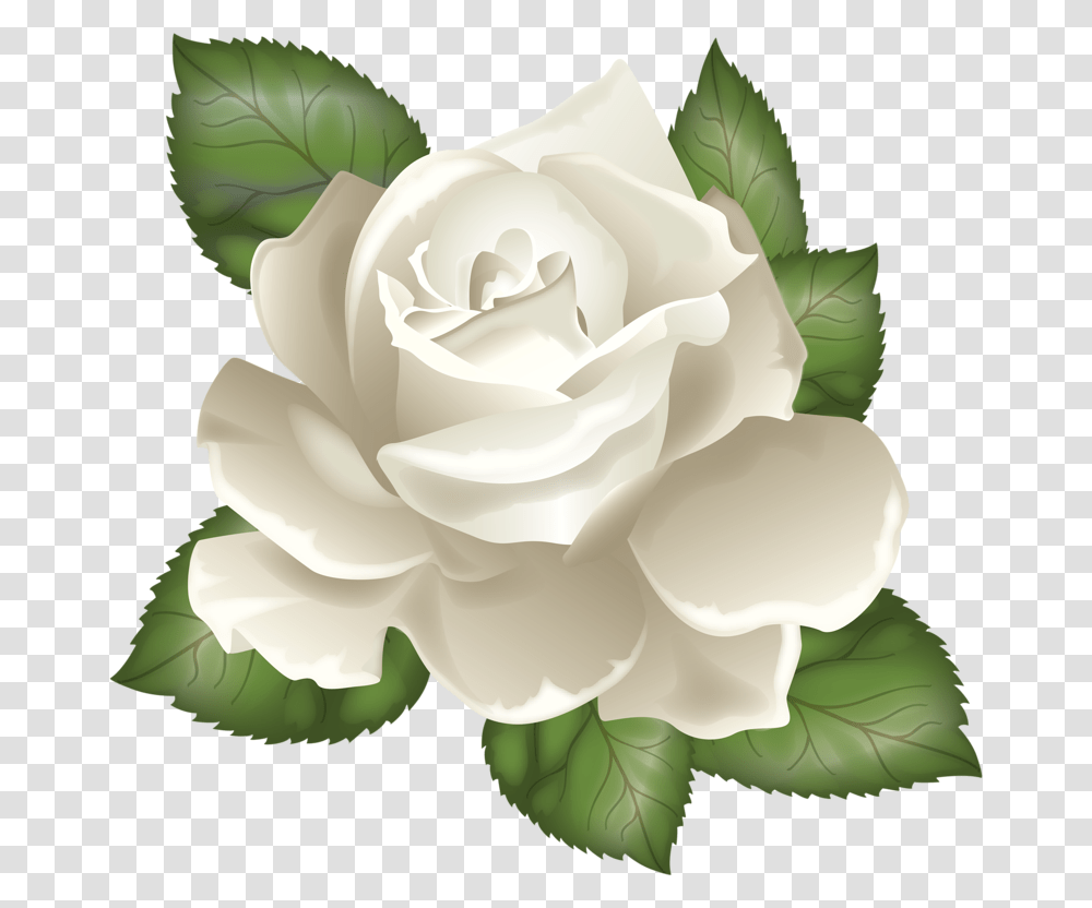 Rose Leaves Clipart White Rose Vector, Flower, Plant, Blossom, Petal Transparent Png