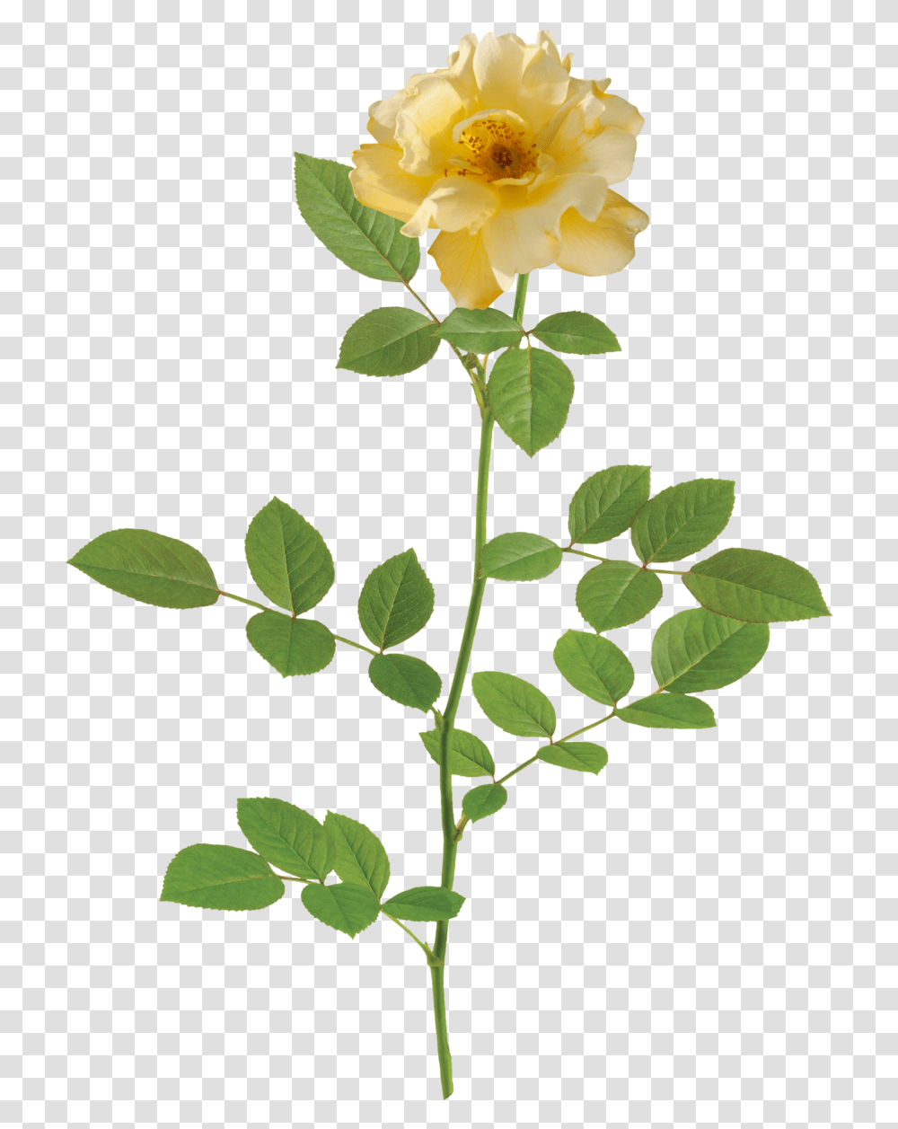 Rose Lemon Drift Rose, Plant, Flower, Blossom, Petal Transparent Png