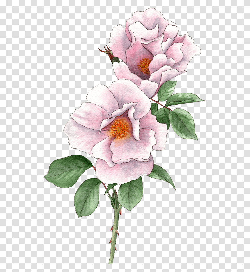 Rose Light Pink Rosa Canina, Plant, Flower, Blossom, Peony Transparent Png