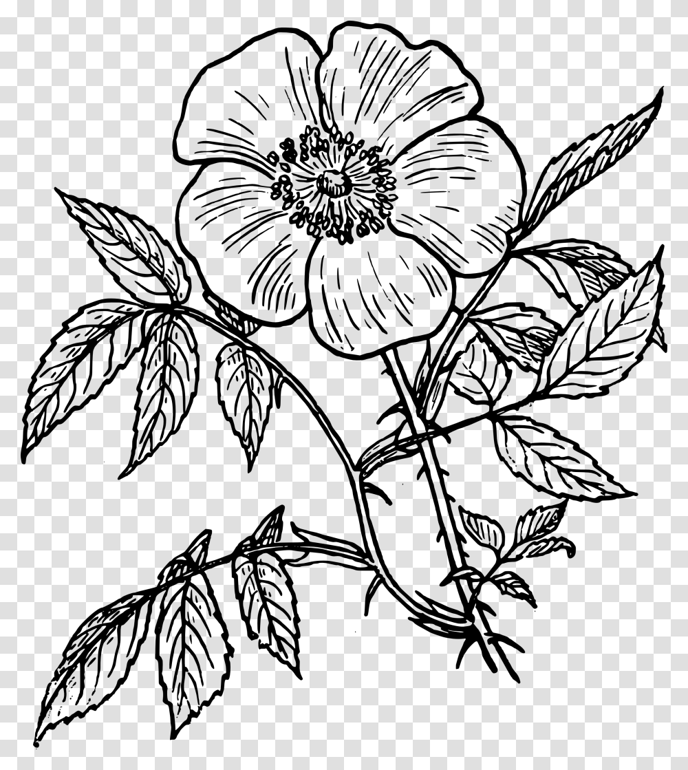 Rose Line Art, Plant, Petal, Flower, Leaf Transparent Png