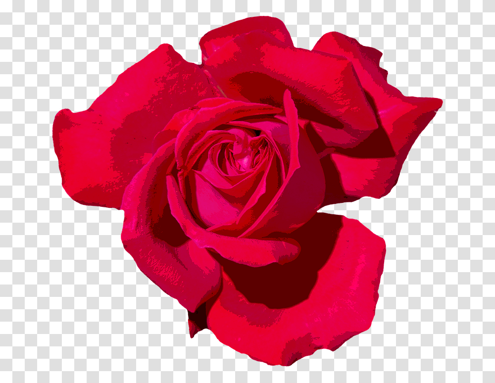 Rose Love Romantic Red Rose Red Flowers Blossom Red Romantic Rose, Plant, Petal Transparent Png