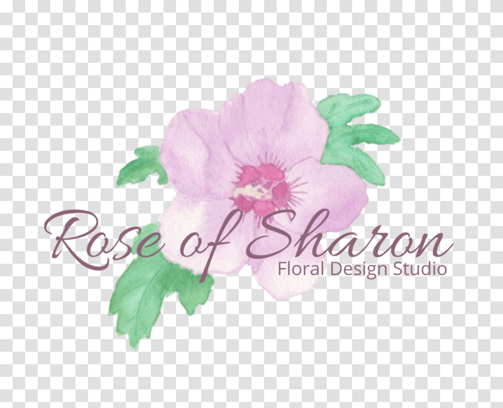 Rose Of Sharon Floral Design Studio Lilac, Plant, Flower, Blossom, Hibiscus Transparent Png