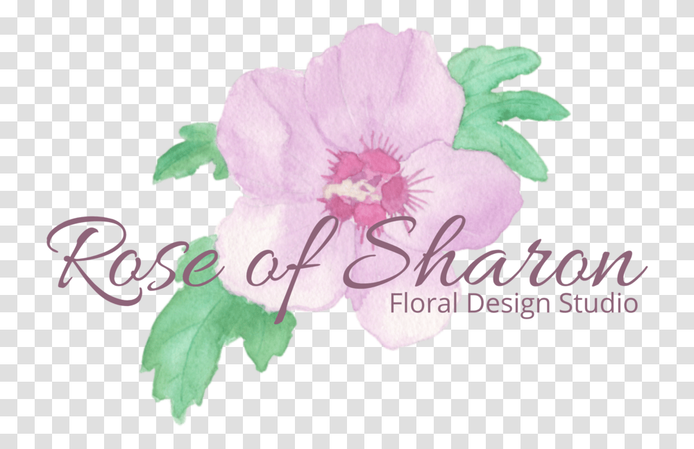 Rose Of Sharon Floral Design Studio Rosa Rugosa, Plant, Flower, Blossom, Hibiscus Transparent Png