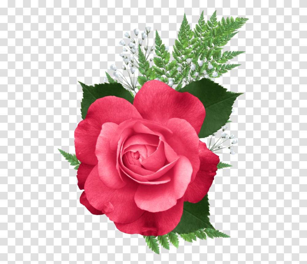 Rose Of Sharon, Flower, Plant, Blossom, Petal Transparent Png