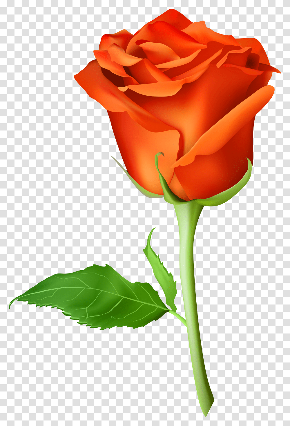 Rose Orange Orange Rose Clipart Transparent Png
