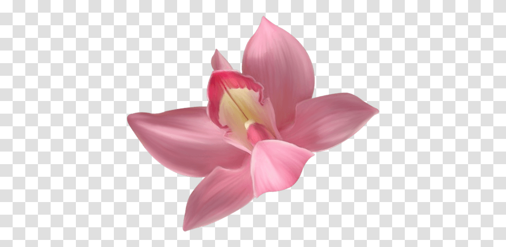 Rose Orchid Close Up Stickpng Orchid Flower Background, Plant, Blossom, Petal, Person Transparent Png