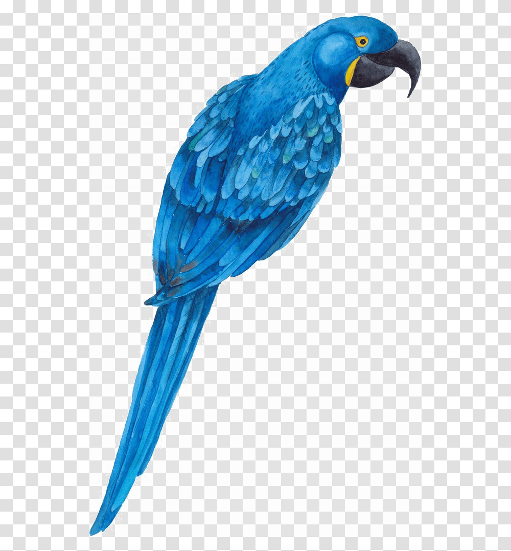 Rose Parrot Pink, Bird, Animal, Bluebird, Jay Transparent Png