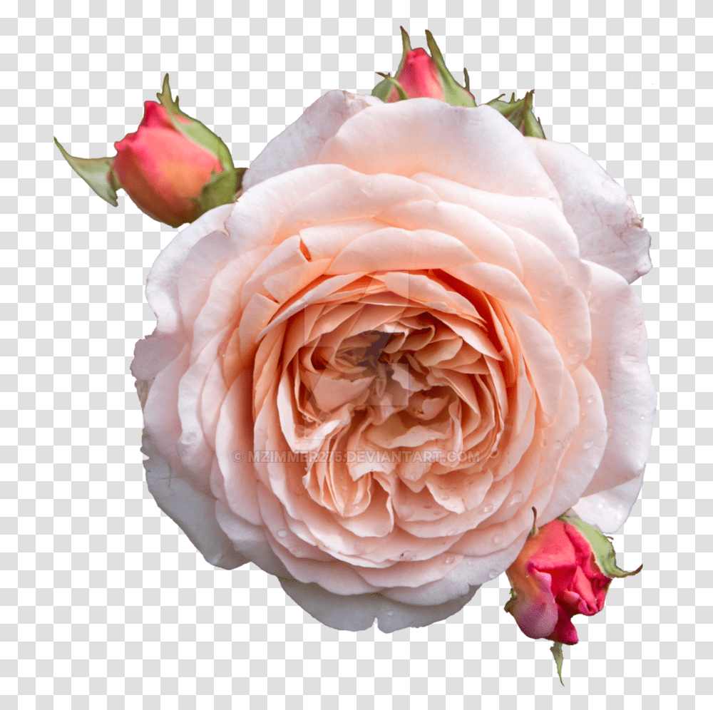 Rose Pastel English Rose, Plant, Flower, Blossom, Petal Transparent Png