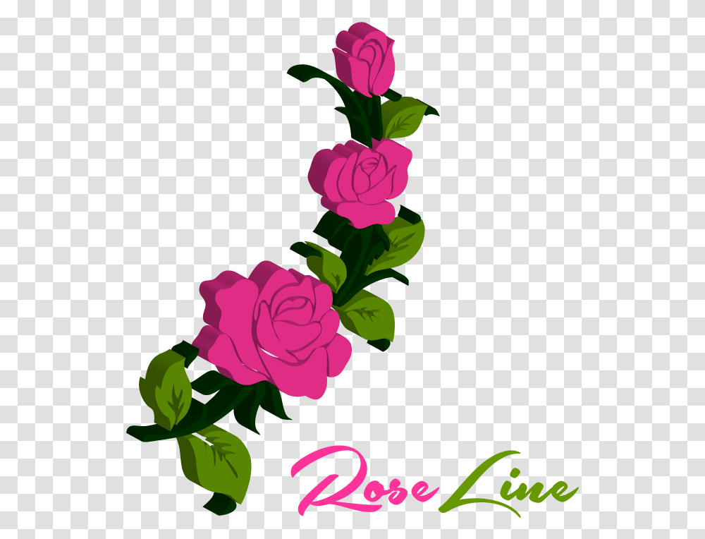 Rose Pedals Hybrid Tea Rose, Plant, Flower, Blossom, Carnation Transparent Png