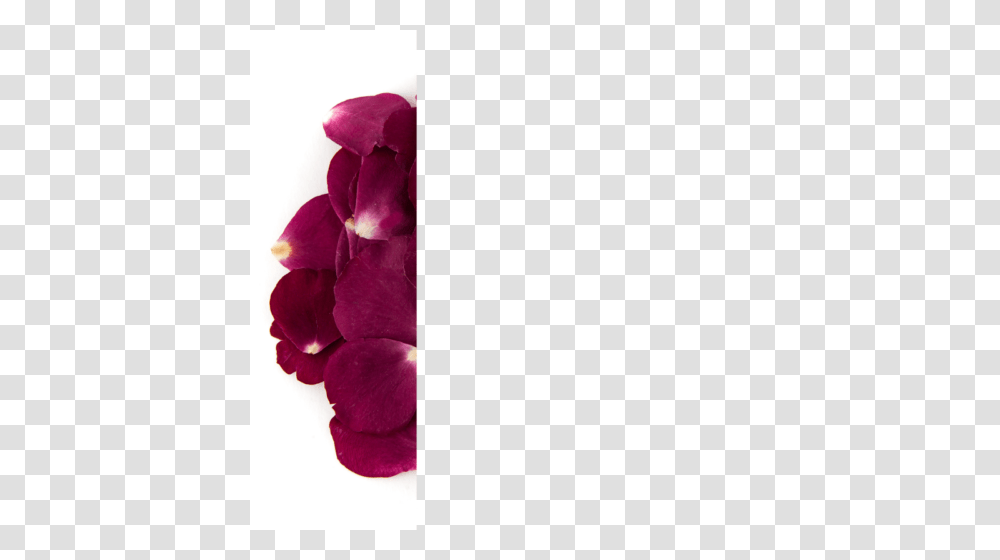 Rose Petal Confetti Bag, Flower, Plant, Blossom Transparent Png