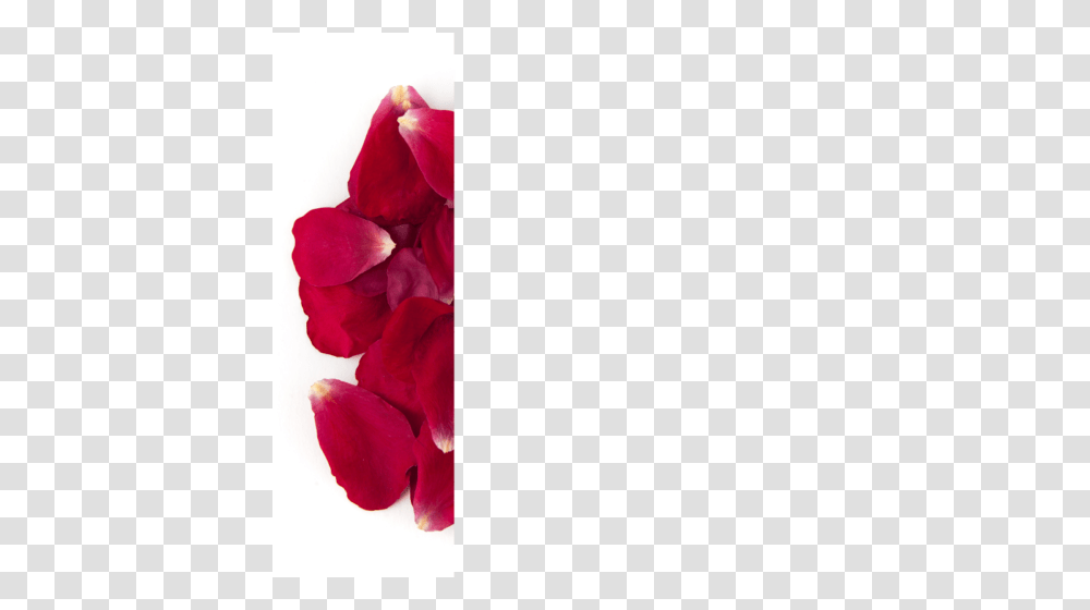 Rose Petal Confetti Envelopes, Flower, Plant, Blossom, Geranium Transparent Png