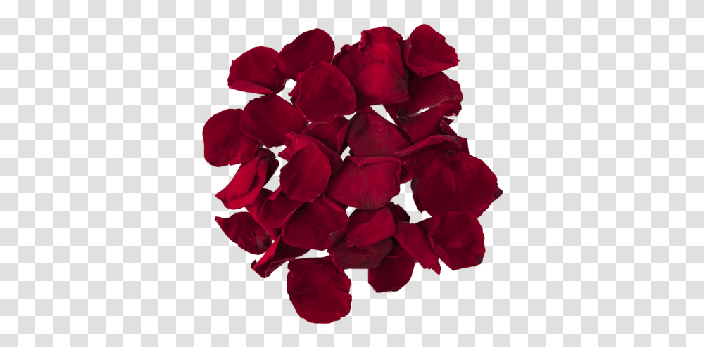 Rose Petal Powder Lovely, Flower, Plant, Blossom, Geranium Transparent Png