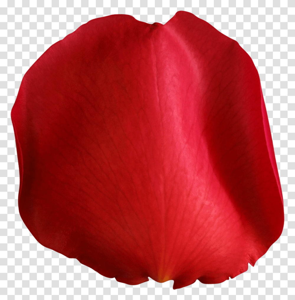Rose Petal Red Clip Art, Flower, Plant, Blossom, Balloon Transparent Png