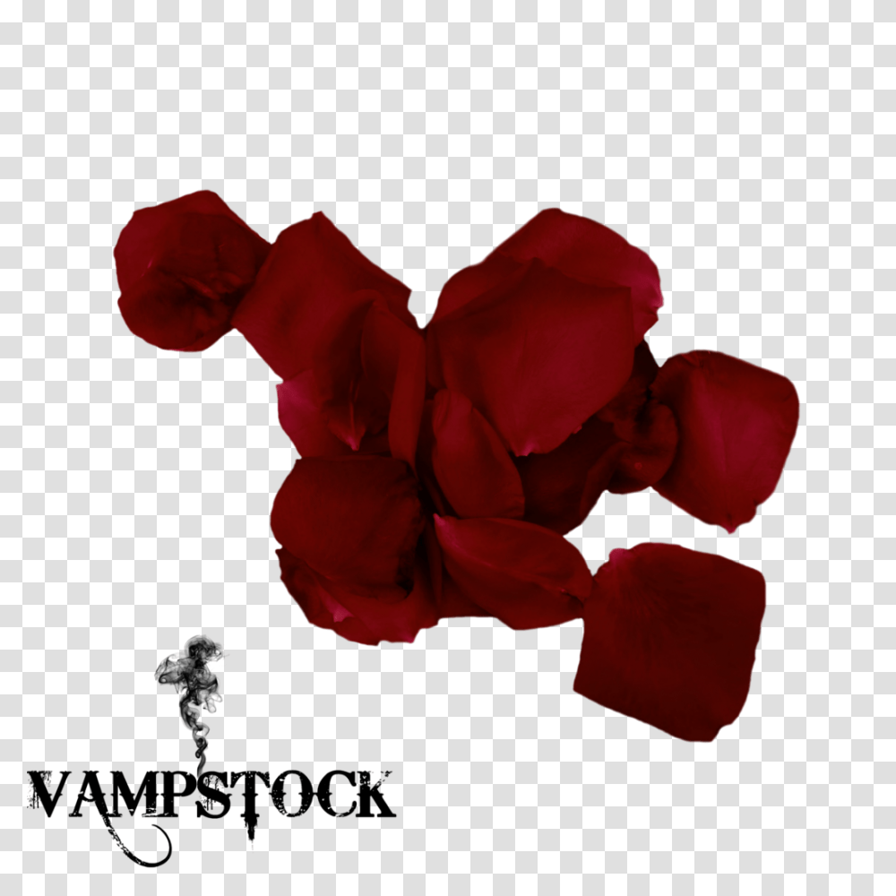 Rose Petal Vampstock, Flower, Plant, Blossom, Geranium Transparent Png