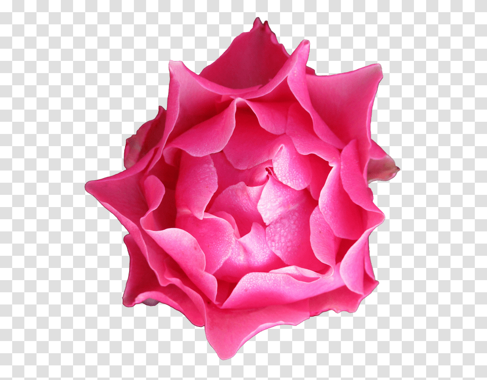 Rose Petals Falling Rose, Flower, Plant, Blossom, Carnation Transparent Png