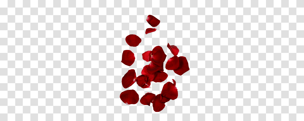 Rose Petals Images Hd Quality Free Download, Flower, Plant, Blossom, Anemone Transparent Png
