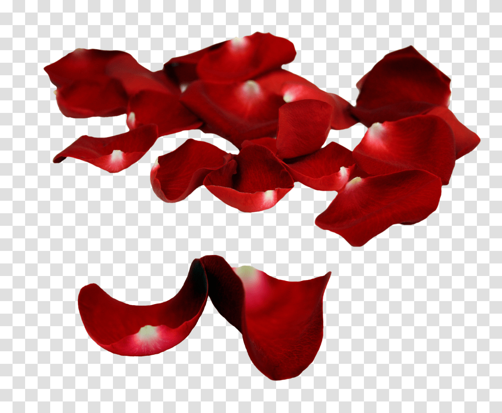 Rose Petals Images Hd Quality Free Download, Flower, Plant, Blossom Transparent Png