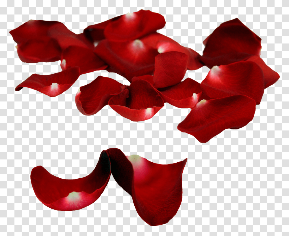 Rose Petals Images Hd Quality Free Download Rose Petals Transparent Png