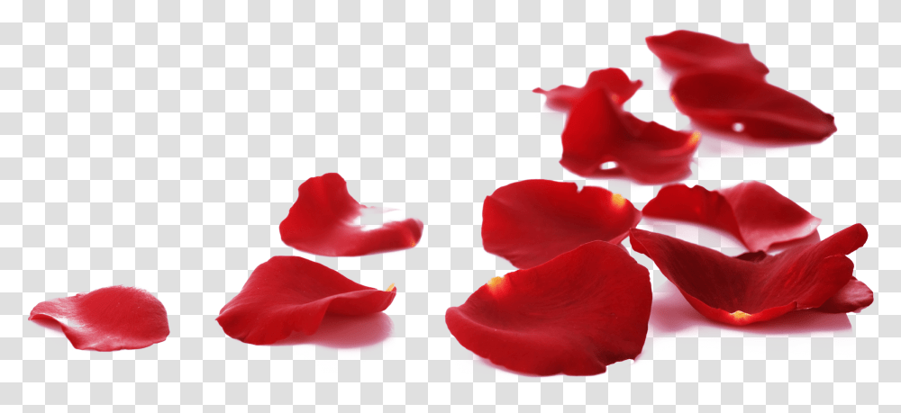Rose Petals On Floor For Free On Mbtskoudsalg Red Rose Petals, Flower, Plant, Blossom, Anthurium Transparent Png