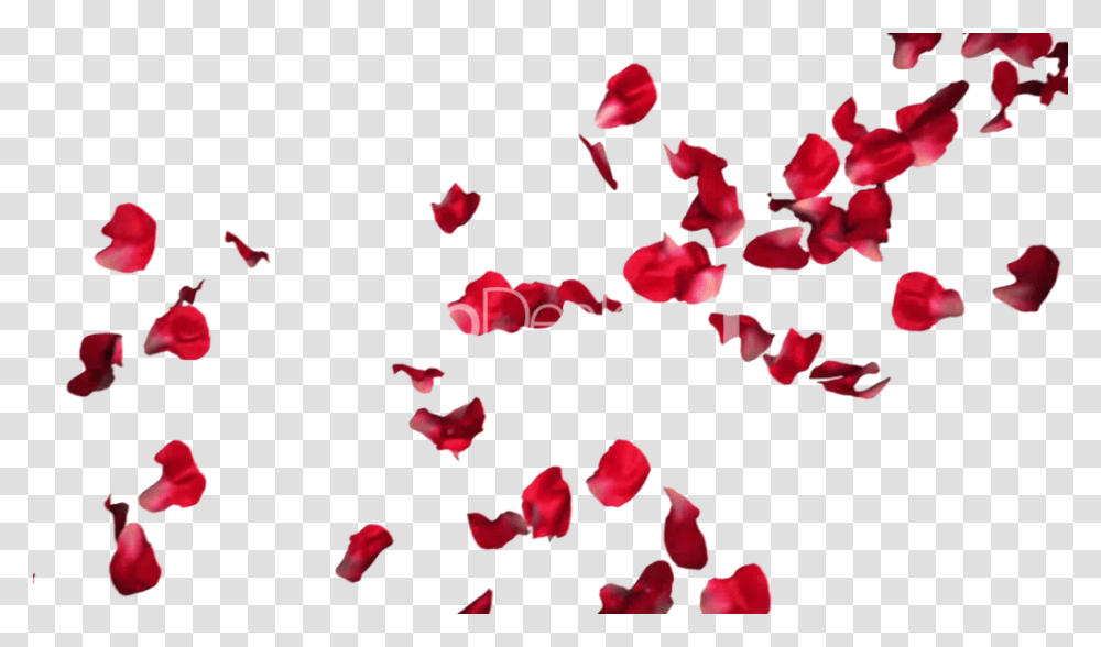 Rose Petals Pic Vector Clipart, Flower, Plant, Blossom Transparent Png