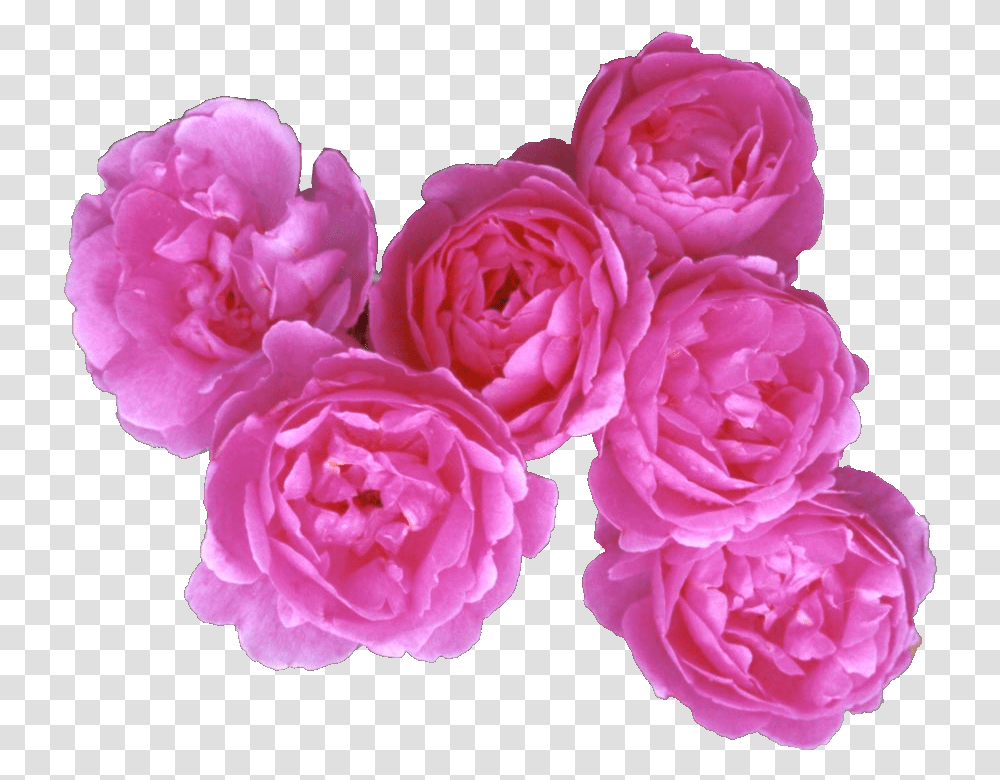 Rose Petals, Plant, Flower, Blossom, Dahlia Transparent Png