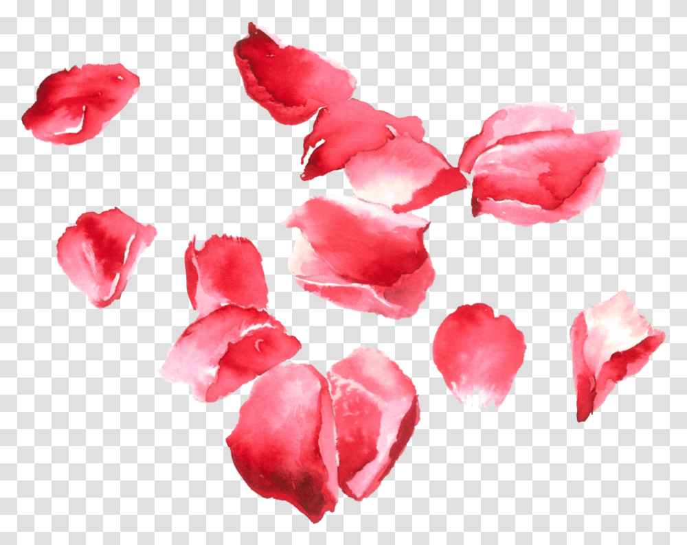 Rose Petals Portable Network Graphics, Flower, Plant, Blossom Transparent Png