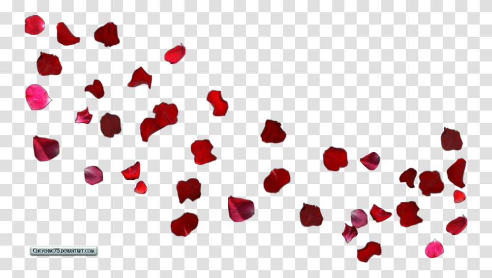 Rose Petals Wallpaper, Flower, Plant, Blossom Transparent Png