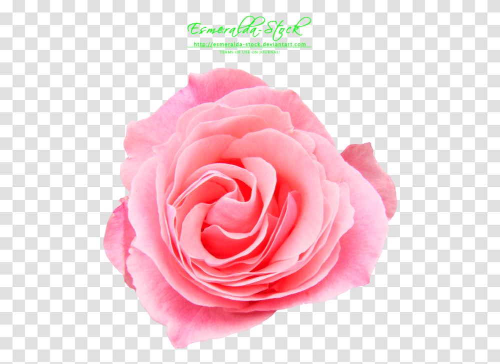 Rose Photo Download, Flower, Plant, Blossom, Petal Transparent Png