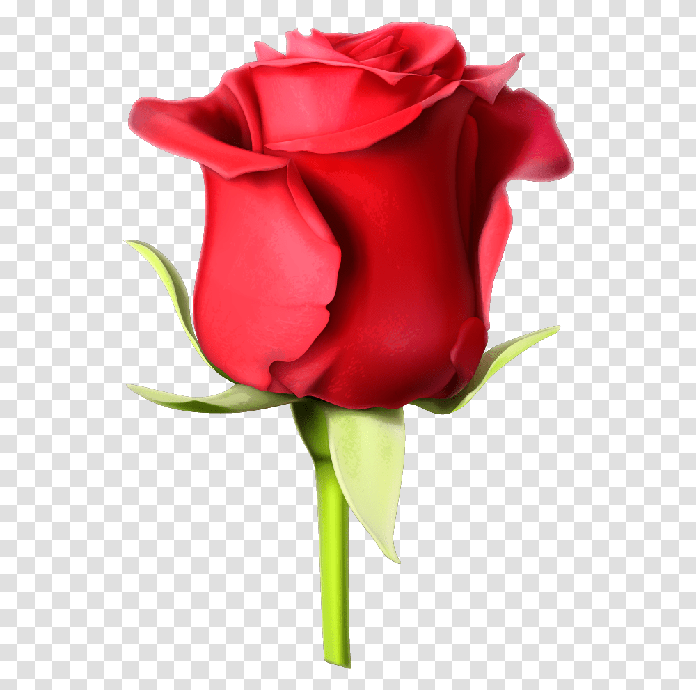Rose Pic Full Hd, Flower, Plant, Blossom Transparent Png