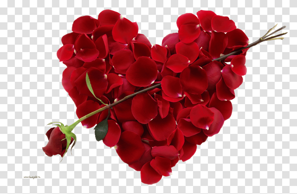 Rose Picture Flowers For Valentines Day Transparent Png
