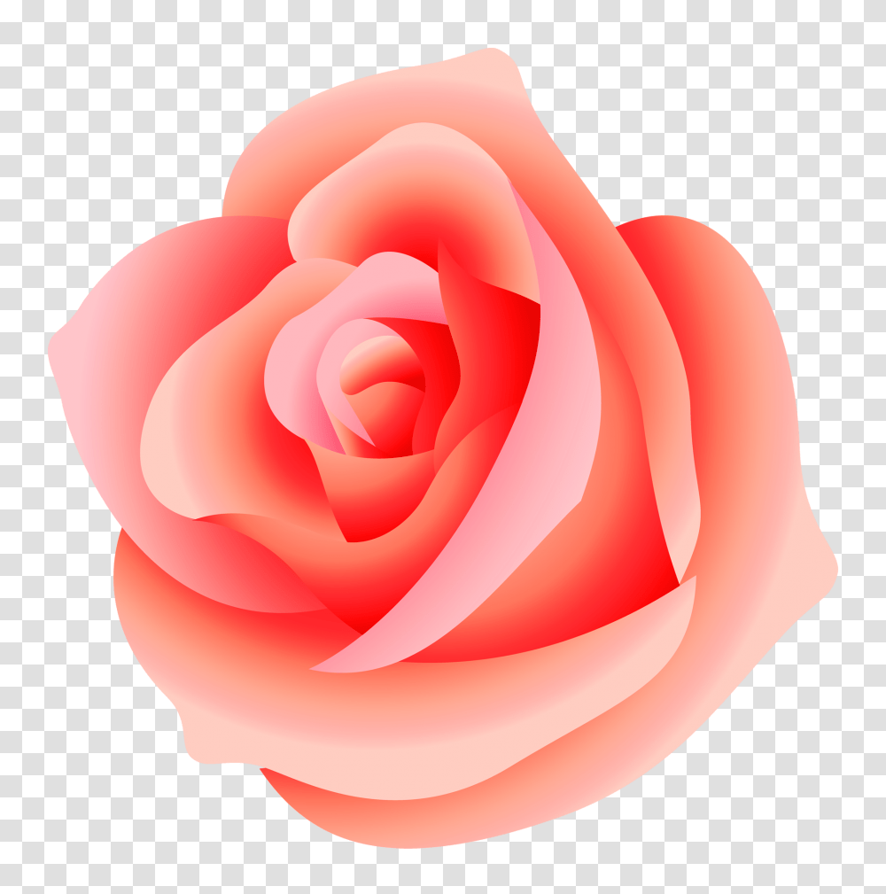 Rose Pictures, Flower, Plant, Blossom, Petal Transparent Png