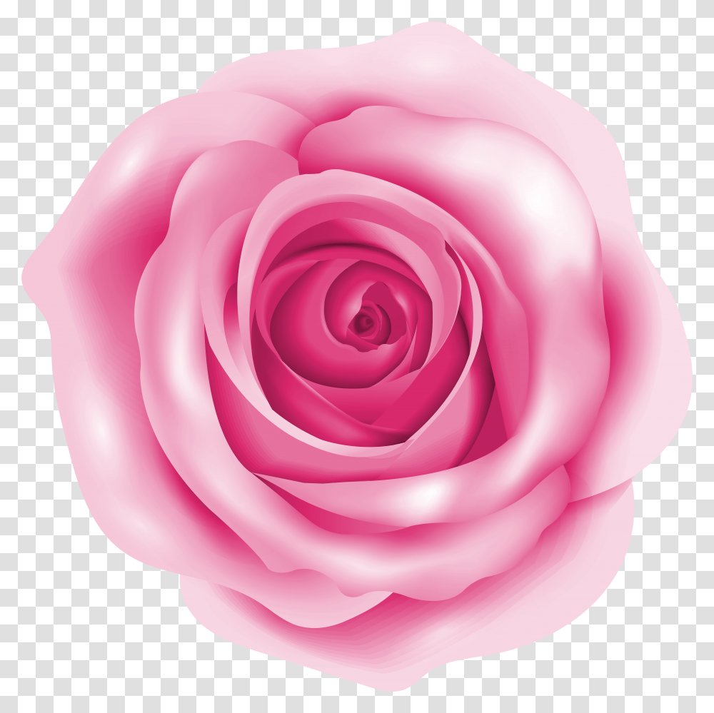 Rose Pink Clip Art Rose Clipart Pink Transparent Png