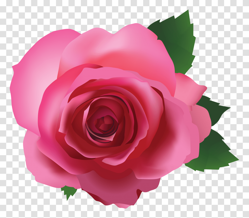 Rose Pink Flower Background Background Pink Rose Clipart Transparent Png
