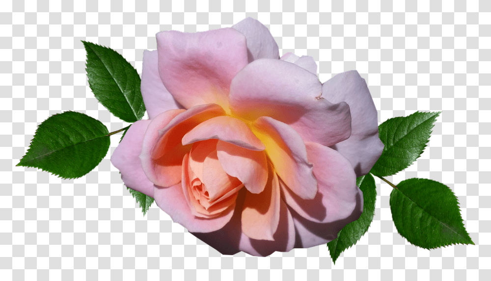 Rose Pink Flower Free Photo On Pixabay Garden Roses, Plant, Blossom, Petal, Geranium Transparent Png