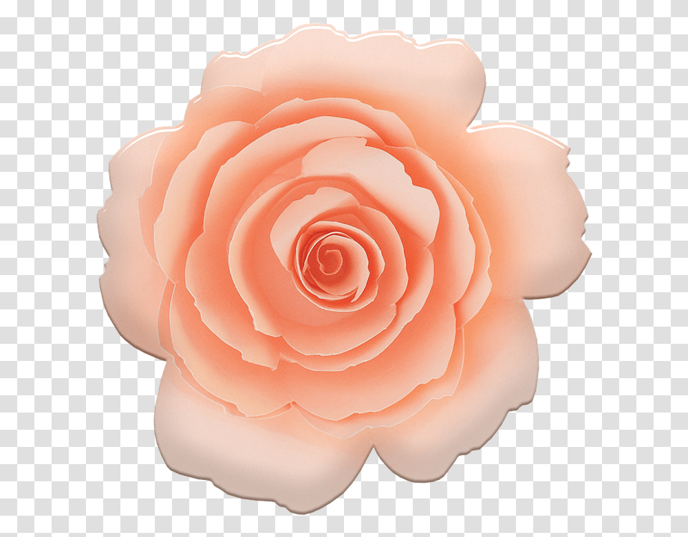 Rose Pink Flower Lovely, Plant, Blossom, Dahlia, Petal Transparent Png