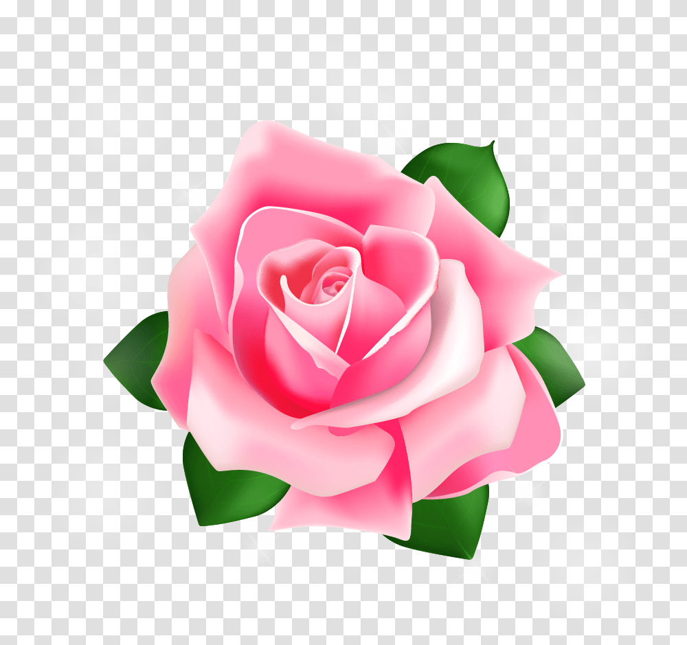 Rose Pink Pink Rose Vector, Flower, Plant, Blossom, Accessories Transparent Png