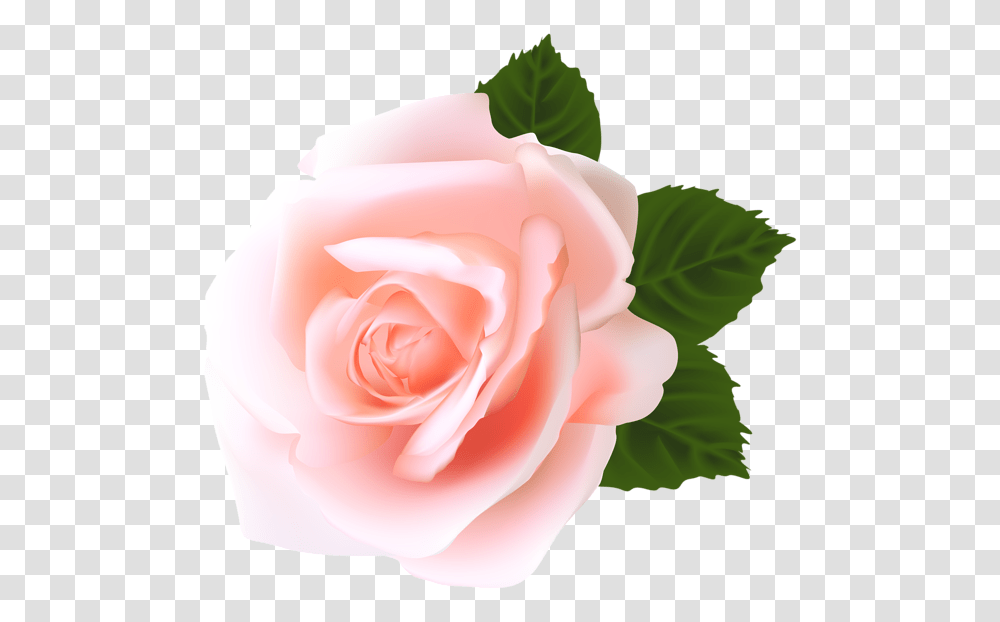 Rose Pink Rose Hd, Flower, Plant, Blossom, Petal Transparent Png