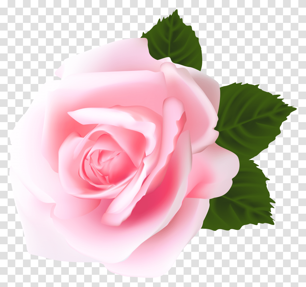 Rose Pink Rose Hd Transparent Png