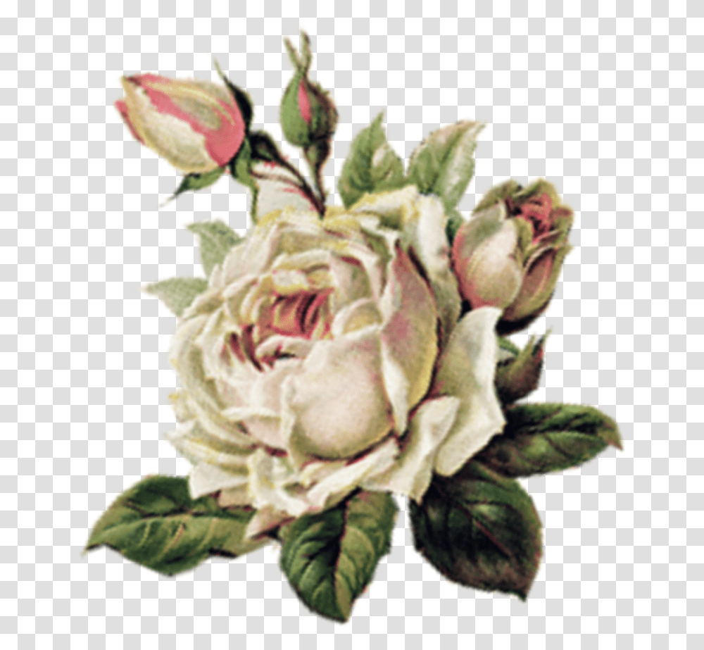 Rose Pink Sad Sadgirl Tumblr Aesthetic Art Artclass Music, Plant, Flower, Blossom, Floral Design Transparent Png
