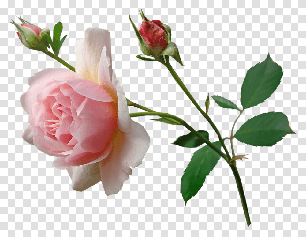 Rose Pink Stem Fragrant Perfume Garden Nature Rose With Stem Photography, Flower, Plant, Blossom, Petal Transparent Png