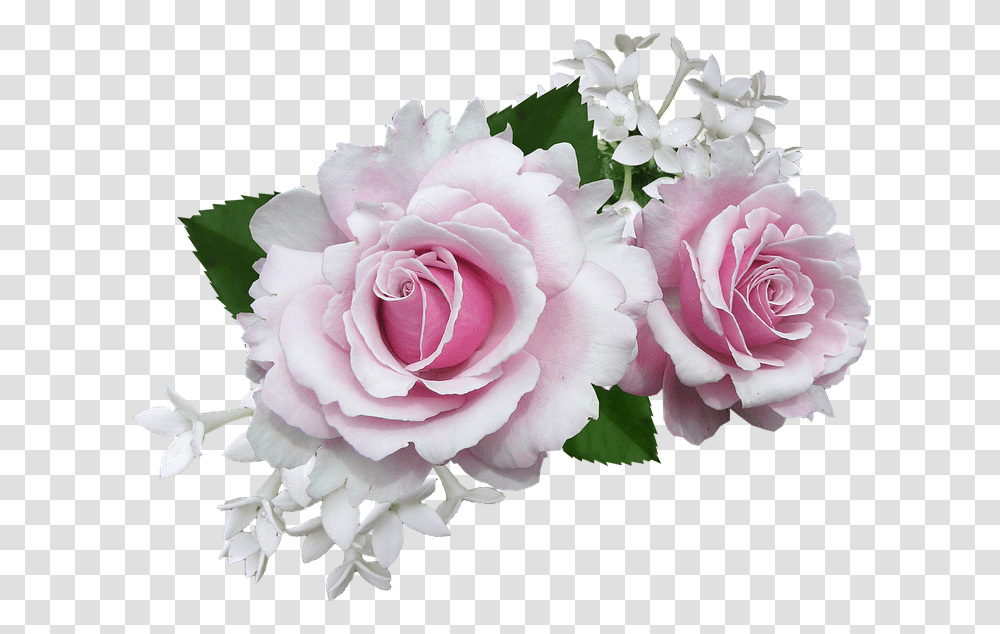Rose Pink With White Flower Pink And White Flowers, Plant, Blossom, Flower Arrangement Transparent Png