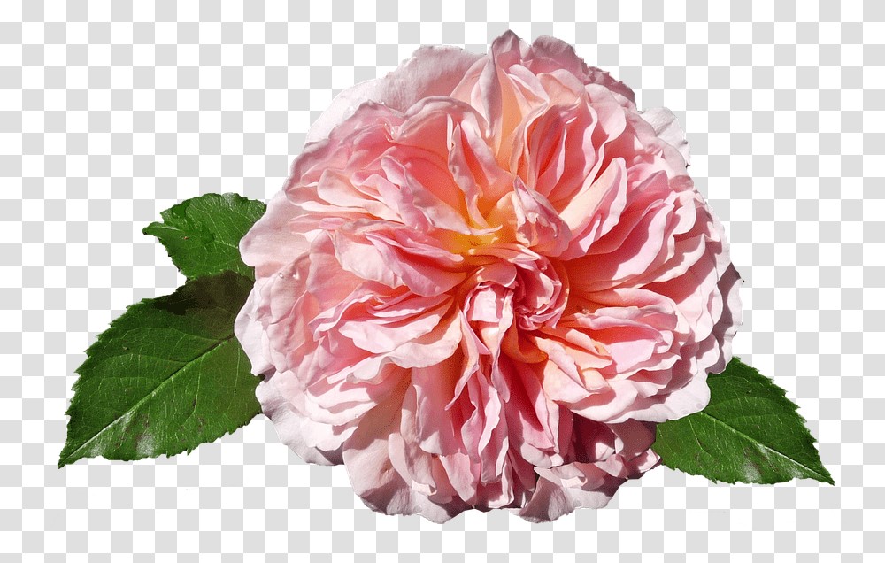 Rose, Plant, Flower, Blossom, Carnation Transparent Png