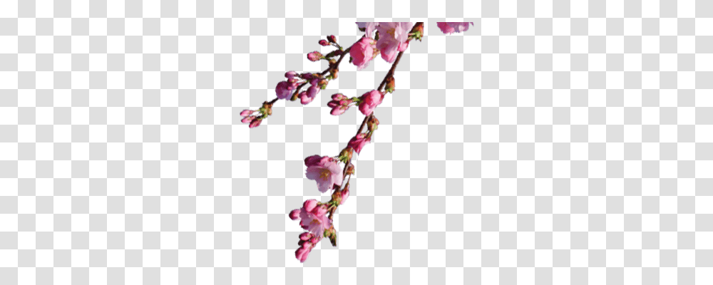 Rose, Plant, Flower, Blossom, Cherry Blossom Transparent Png